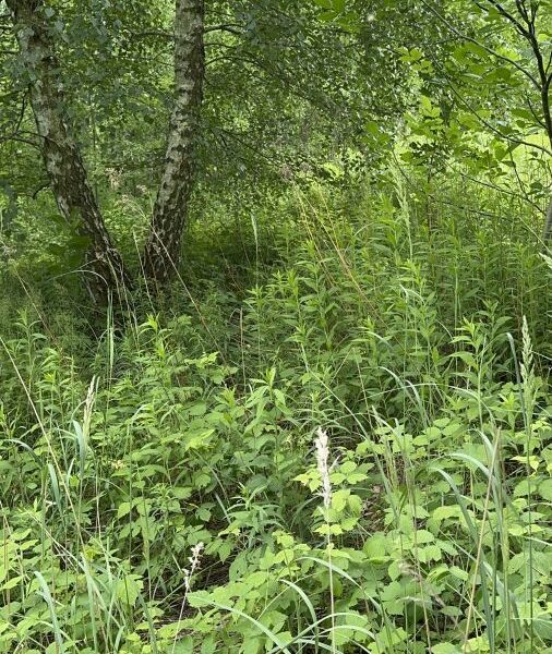 Działka ze starodrzewem -Jakubowice Kon.Lubelska