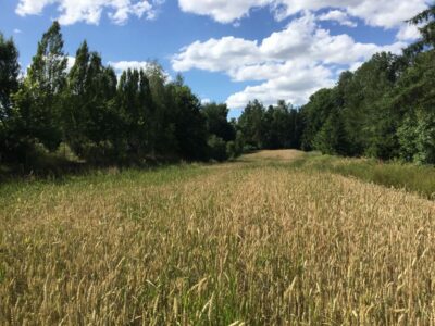 Zemborzyce Podl.- działka bud rolna blisko Starego Gaju