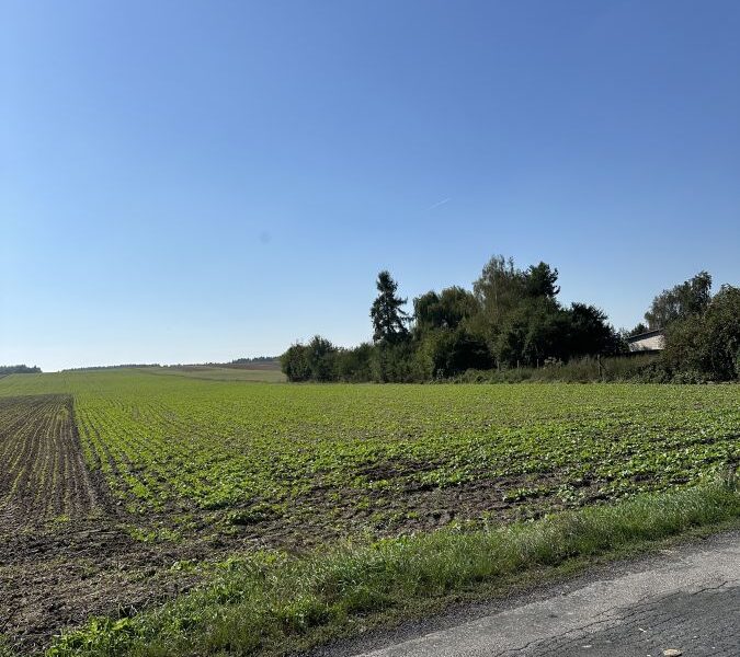 Ludwików gm.Spiczyn 12 ar budowlana