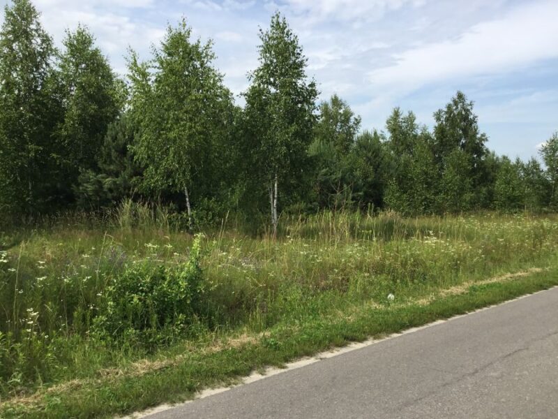 Rokitno - działki budowlane z drzewostanem