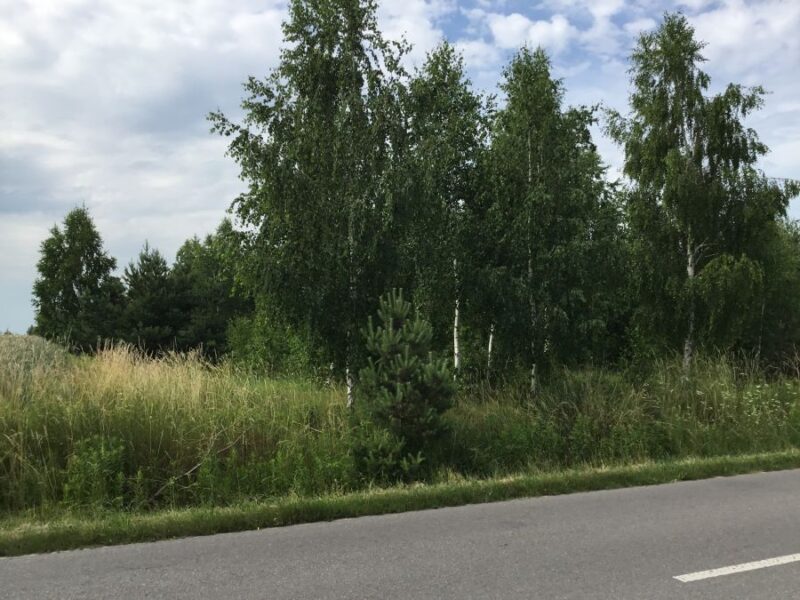 Rokitno - działki budowlane z drzewostanem