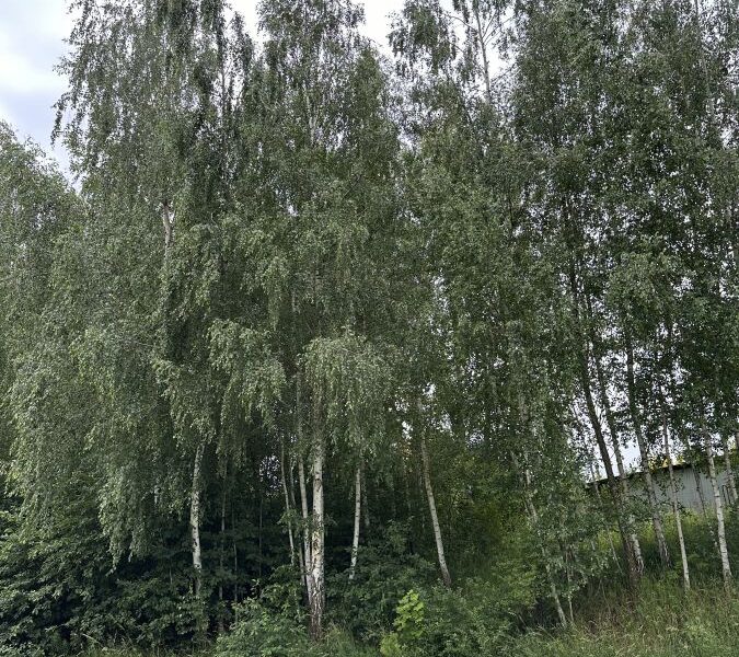 Działka ze starodrzewem -Jakubowice Kon.Lubelska