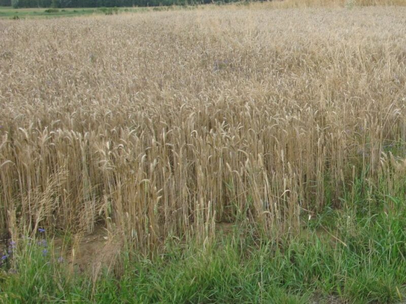 Siostrzytów - działka na sprzedaż