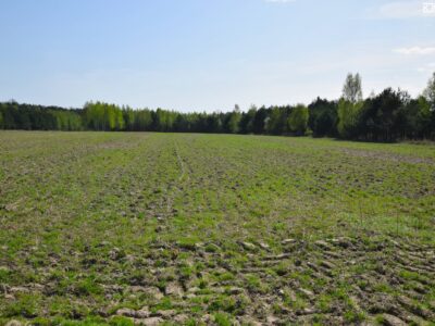 Pryszczowa Góra - działka na sprzedaż
