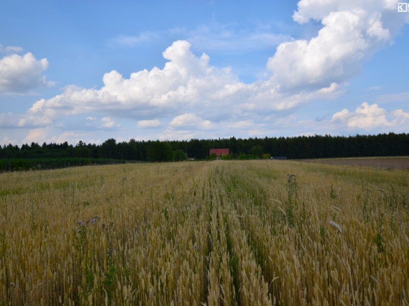 Motycz - działka na sprzedaż