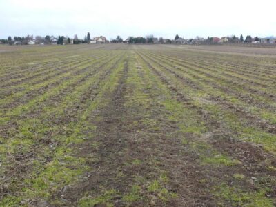 5 minut spacerkiem do Zalewu Zemborzyckiego