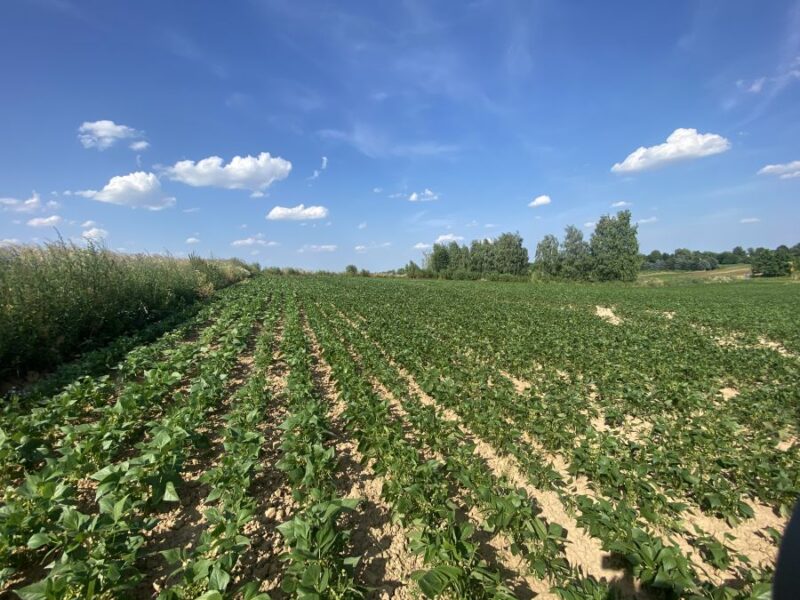 Działka na wzniesieniu 5 km od Nałęczowa