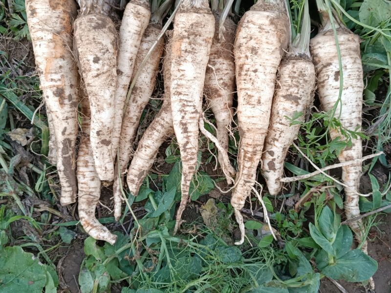 Pietruszka korzeniowa