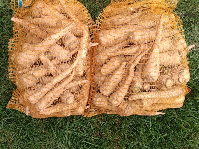 Pietruszka korzeniowa