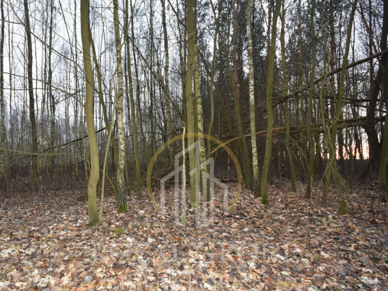 Działka leśna