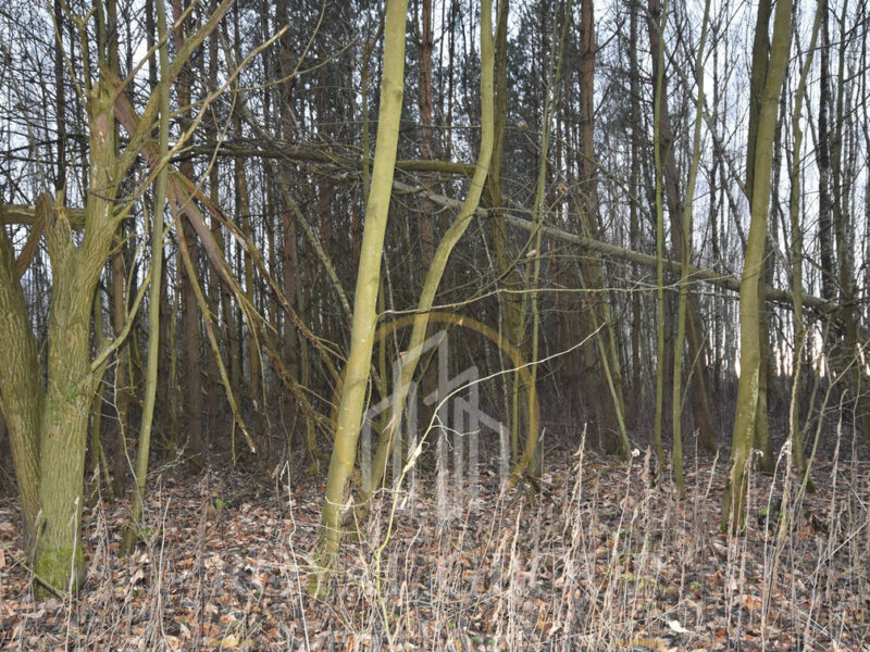 Działka leśna