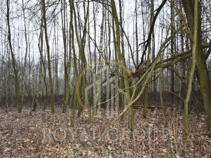 Działka leśna