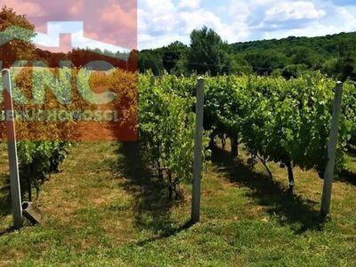 Winnica i winiarnia