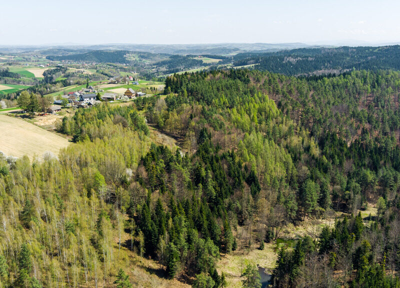 Na sprzedaż pastwisko zalesione w Jastrzębi