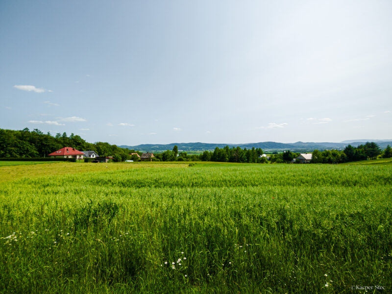 Na sprzedaż: działka 79 arów- Domosławice