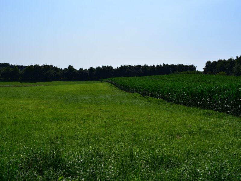 Działka rolno-budowlana 43a w Racławówce.