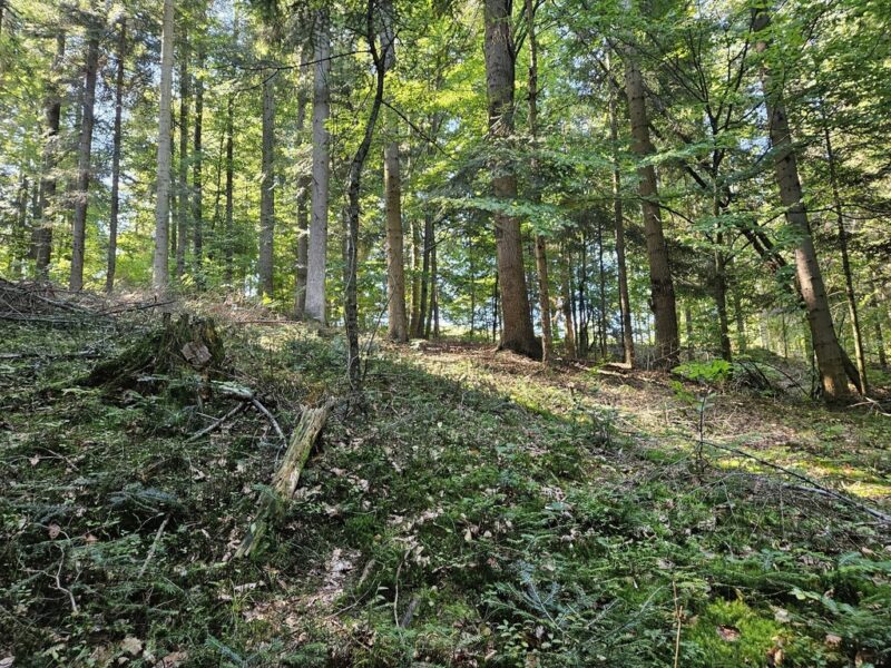 Działka rolno- leśna- Żurowa- Małopolska