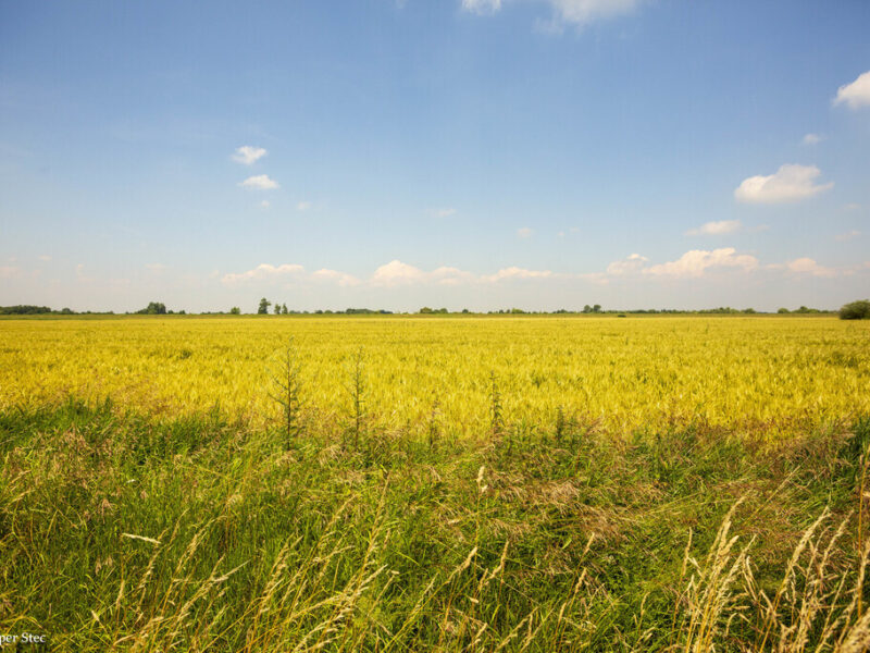 Działka rolna Szczurowa- Brzesko-Małopolska