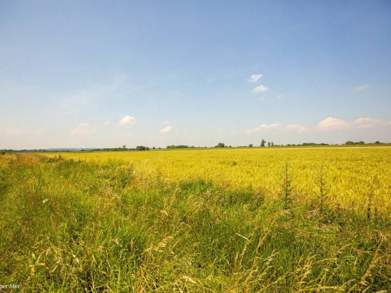 Działka rolna Szczurowa- Brzesko-Małopolska