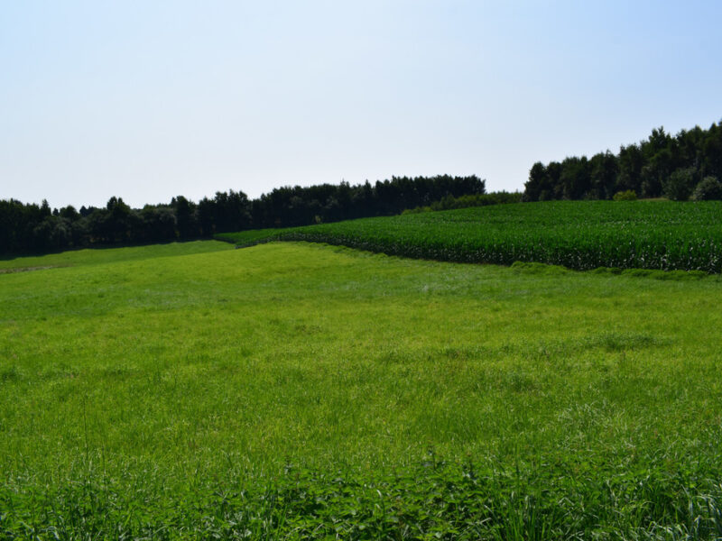 Działka rolno-budowlana 43a w Racławówce.