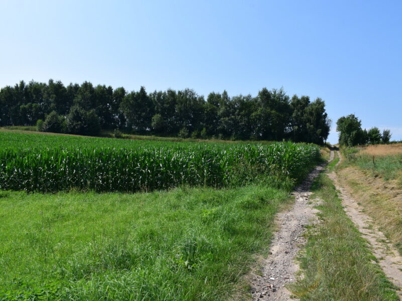 Działka rolno-budowlana 43a w Racławówce.