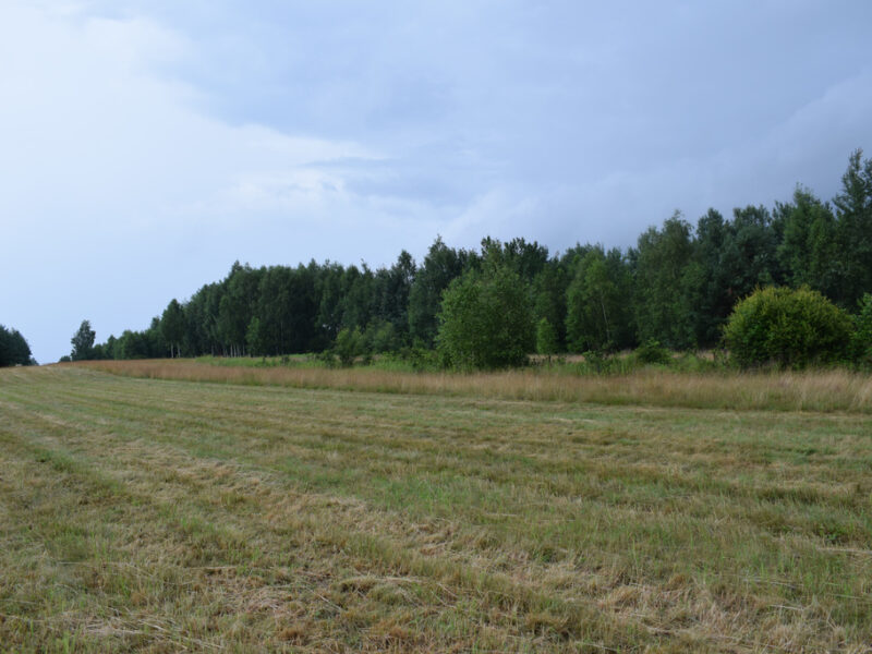 Działki budowlane 39a w Budach Głogowskich