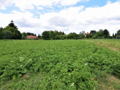 Szerokie/ działki pod bliźniaka/ 15ar