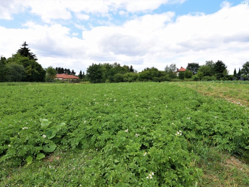 Szerokie/ działki pod bliźniaka/ 15ar