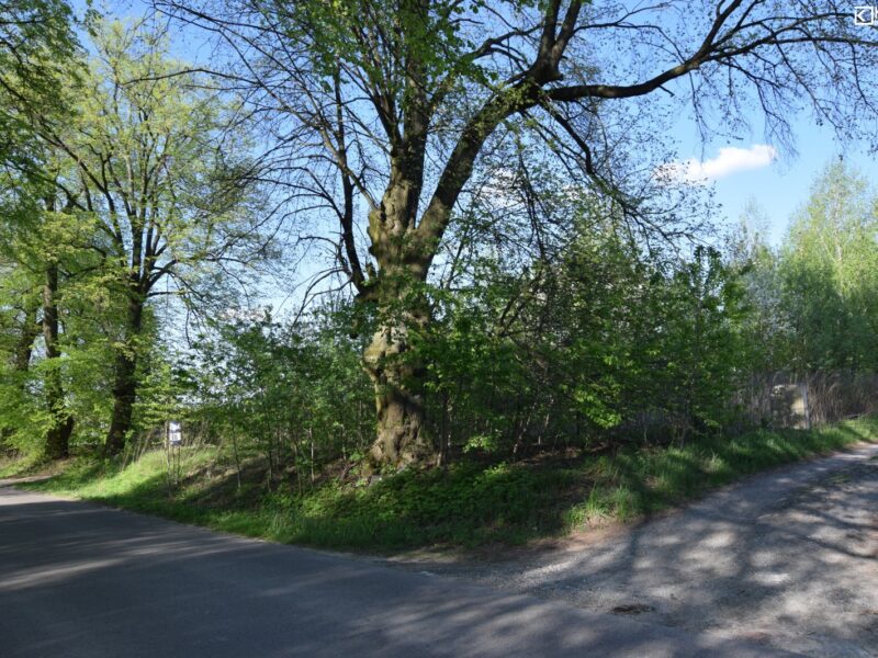 Pólko/ aleja lipowa/ 1800m2