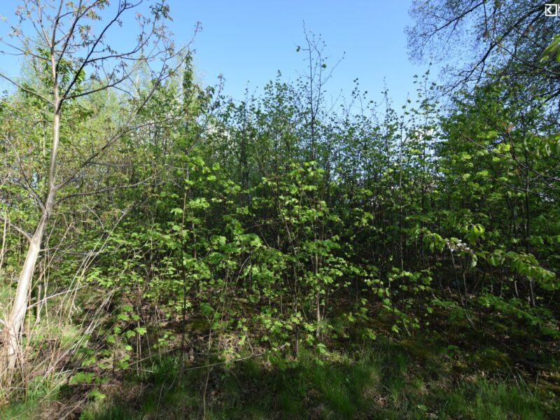 Pólko/ aleja lipowa/ 1800m2