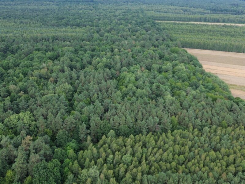 Działka Leśna Niemce - pow. 1630m2