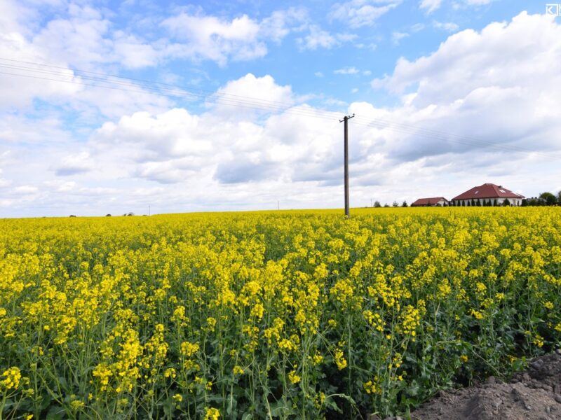 Czerniejów-Kol. / dz. zagrodowa / 20a