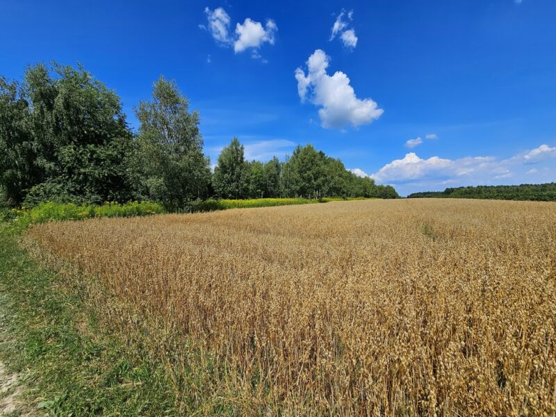 Karczmiska Drugie - ponad 33ar działki rolnej
