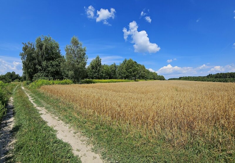 Karczmiska Drugie - ponad 33ar działki rolnej - KARCZMISKA, LUBELSKIE na SPRZEDAŻ