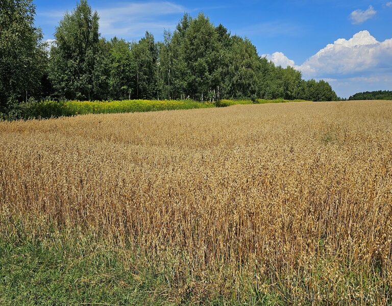 Karczmiska Drugie - ponad 33ar działki rolnej - KARCZMISKA, LUBELSKIE na SPRZEDAŻ