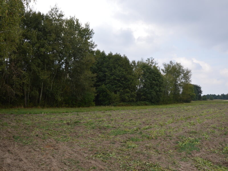 Działka rolna, Brzeźnica Książęca Kolonia, 1,77 ha