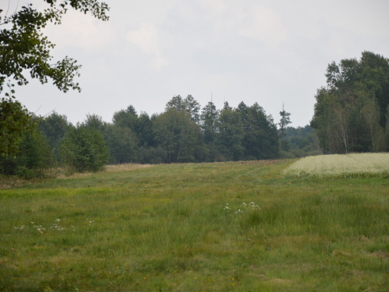 Działka 1.77 ha w Brzeźnicy Leśnej pow. Lubartów. - NIEDŹWIADA, LUBELSKIE na SPRZEDAŻ