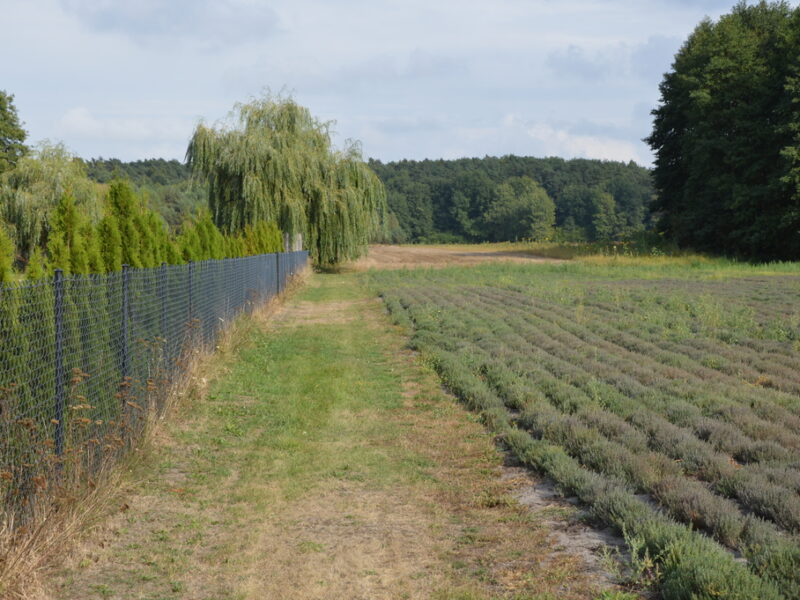 Piękna działka w Parku Krajobrazowym - KLARÓW, MILEJÓW, LUBELSKIE na SPRZEDAŻ