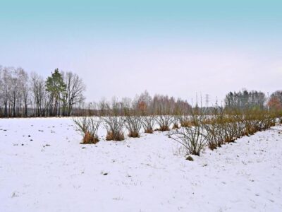 Działka pod Kazimierzem-16ar spokojna okolica!!