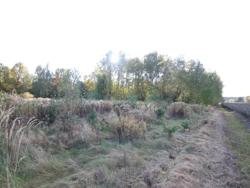 Działka budowlana 15 ar Kozioł g. Baranów - BARANÓW, LUBELSKIE na SPRZEDAŻ
