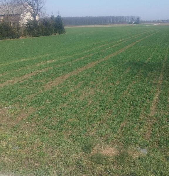 Jakubowice Kon. - Szeroka działka budowlana - JAKUBOWICE KONIŃSKIE, NIEMCE, LUBELSKIE na SPRZEDAŻ