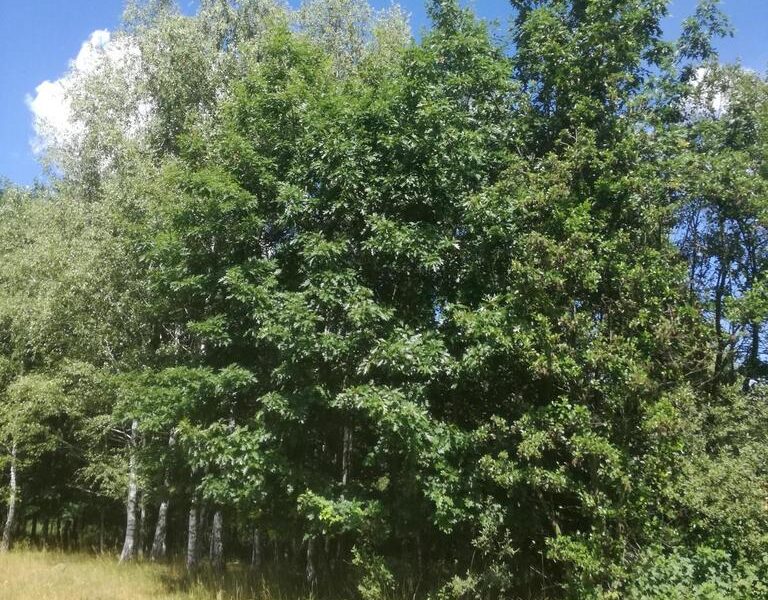 Kolonia Garbatówka, działka rolna, 3,18 ha!!