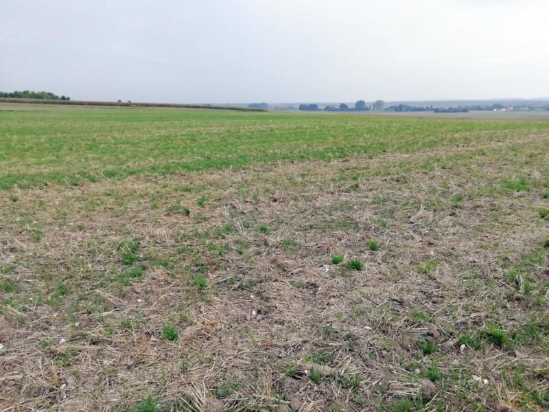 Działka inwestycyjna 4,5 ha bezpośrednio przy S12