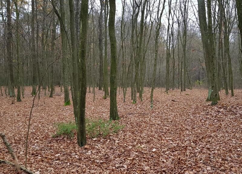 Przepiękny las w miejscowości Samoklęski - SAMOKLĘSKI, KAMIONKA, LUBELSKIE na SPRZEDAŻ