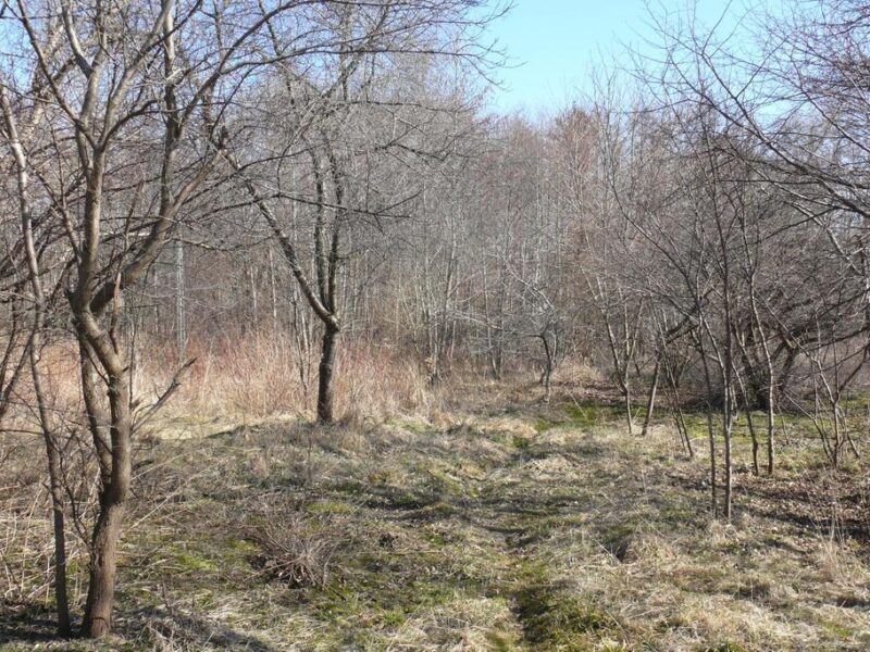 Jabłonna Druga - duża działka z domem + bud gosp! - JABŁONNA, LUBELSKIE na SPRZEDAŻ