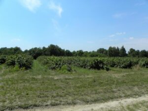 Działka budowlana Głusk!!! | ogłoszenia Lubelskie