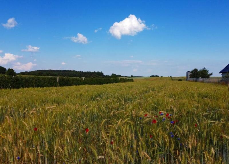 Borów Kol. Duża działka z możliwością uzyskania WZ