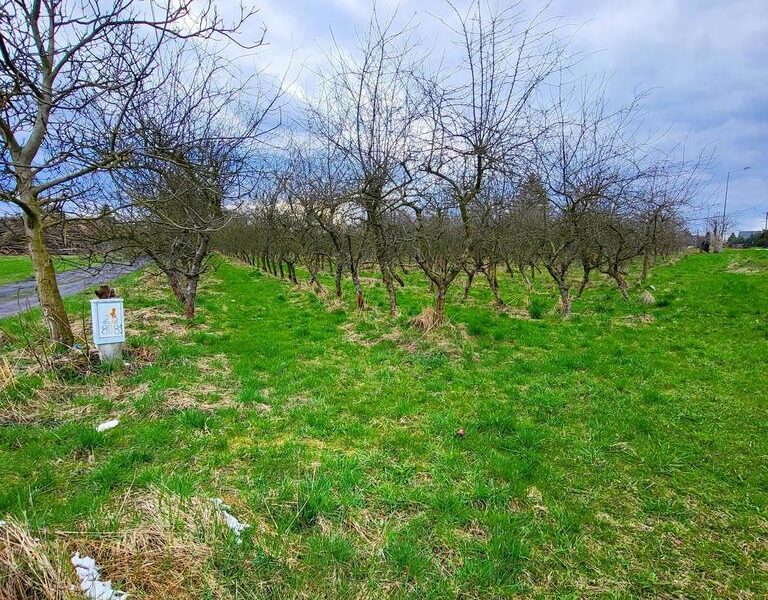 Motycz, - 30 ar - blisko szkoły, do wydzielenia - KONOPNICA, LUBELSKIE na SPRZEDAŻ