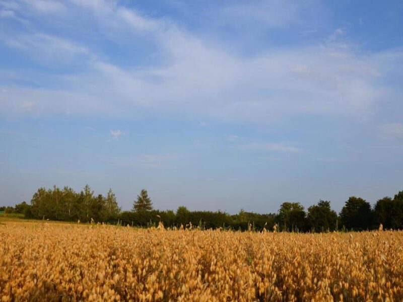 Marysin- gm. Jastków, działka rolna o powierzchni 3000 m2. ~Doskonała lokalizacja przy jednej z osiedlowych ulic, z szybkim dojazdem do Lublina. Uprawiana, wymi- MARYSIN, JASTKÓW, LUBELSKIE na SPRZEDAŻ