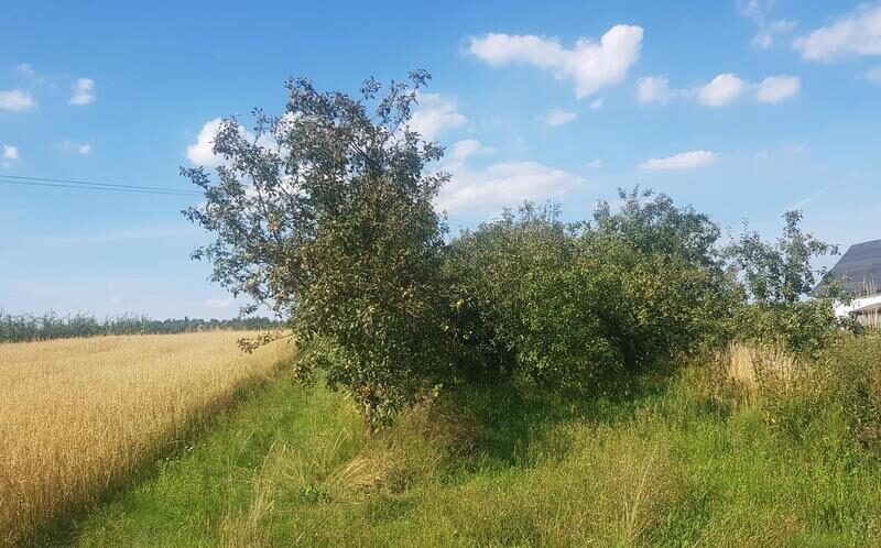 Atrakcyjne siedlisko 53 ar ziemi pod Kazimierzem
